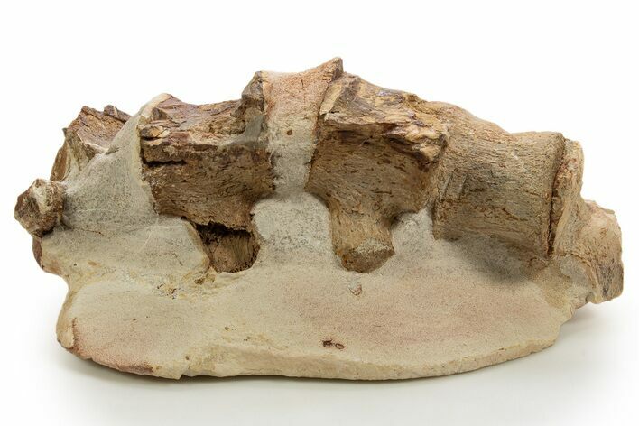 Fossil Pliosaur (Brachauchenius?) Vertebrae - Asfla, Morocco #328650